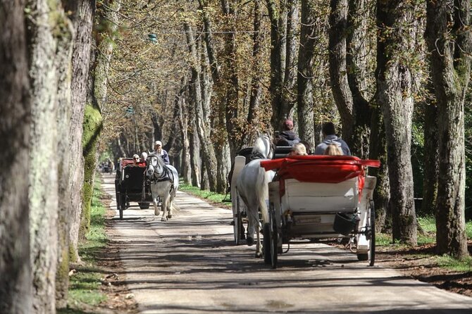 Private Carriage Ride in Vrelo Bosne Nature Park - Riding the Great Alley: 3.5 km, 3,000 trees, and a calm Bosna River view