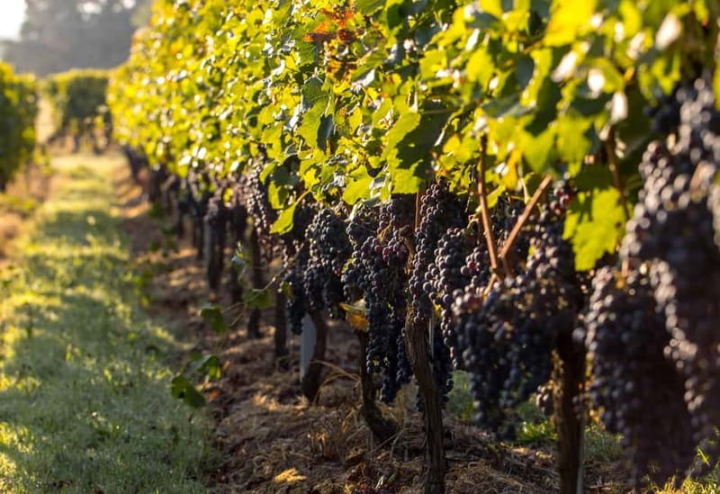 Trebinje Tour with Luxury Transportation and Wine Tasting - Wine tasting that feels local, not performative