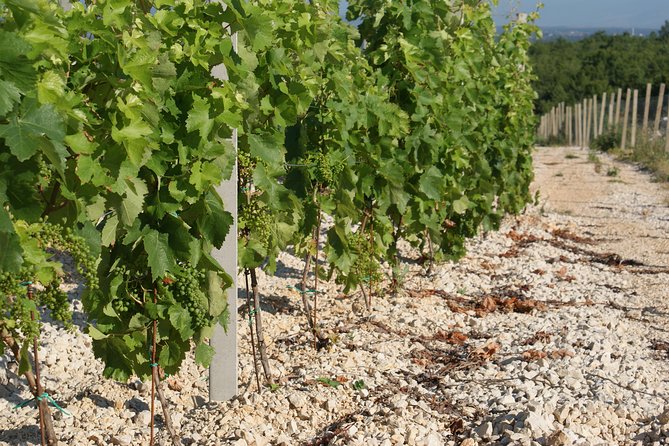 Wine Tour & Tasting (Herzegovina) - Getting picked up around Herzegovina-Neretva